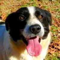Fonzy, an adoptable Border Collie in Hopkins, SC, 29061 | Photo Image 2