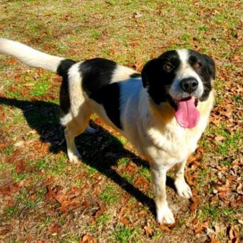 Fonzy, an adoptable Border Collie in Hopkins, SC, 29061 | Photo Image 3