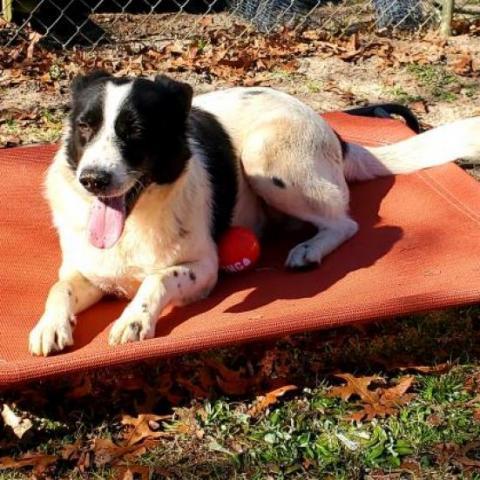 Fonzy, an adoptable Border Collie in Hopkins, SC, 29061 | Photo Image 4