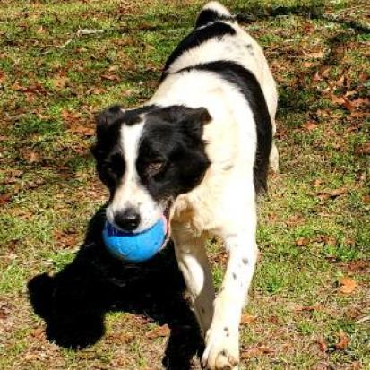 Fonzy, an adoptable Border Collie in Hopkins, SC, 29061 | Photo Image 5