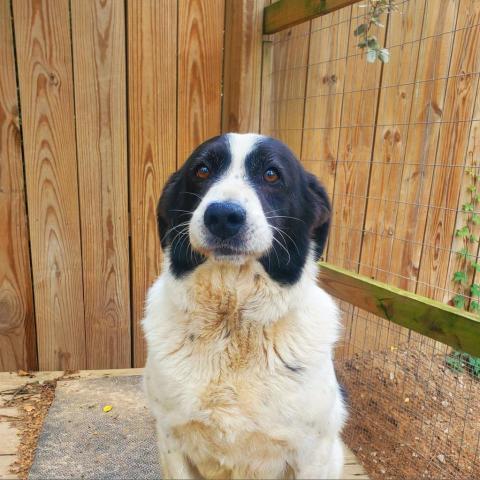 Fonzy, an adoptable Border Collie in Hopkins, SC, 29061 | Photo Image 6