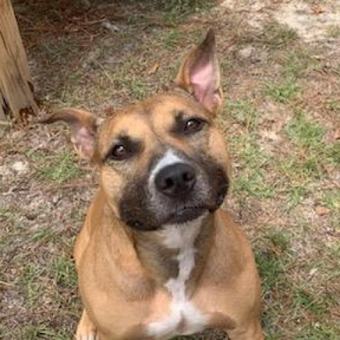 Eve, an adoptable Shepherd in Hopkins, SC, 29061 | Photo Image 1