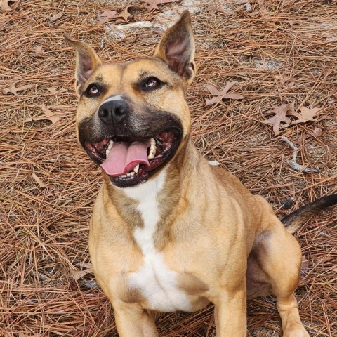 Eve, an adoptable Shepherd in Hopkins, SC, 29061 | Photo Image 2