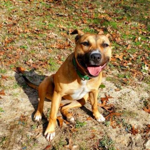 Eve, an adoptable Shepherd in Hopkins, SC, 29061 | Photo Image 3