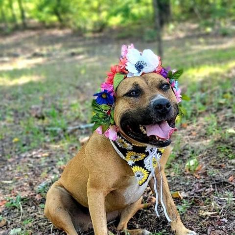 Eve, an adoptable Shepherd in Hopkins, SC, 29061 | Photo Image 3