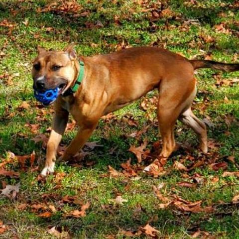 Eve, an adoptable Shepherd in Hopkins, SC, 29061 | Photo Image 4