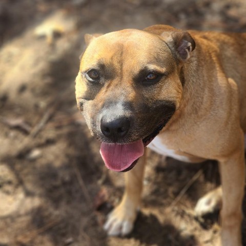 Eve, an adoptable Shepherd in Hopkins, SC, 29061 | Photo Image 5