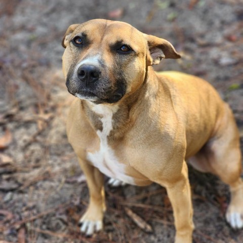 Eve, an adoptable Shepherd in Hopkins, SC, 29061 | Photo Image 6