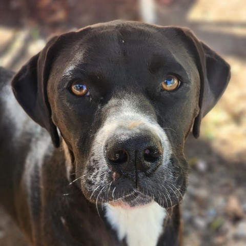 Cassius Clay, an adoptable Boxer, Labrador Retriever in Hopkins, SC, 29061 | Photo Image 1