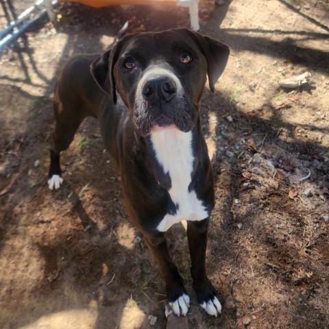 Cassius Clay, an adoptable Boxer, Labrador Retriever in Hopkins, SC, 29061 | Photo Image 2