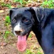 Cassius Clay, an adoptable Boxer, Labrador Retriever in Hopkins, SC, 29061 | Photo Image 3