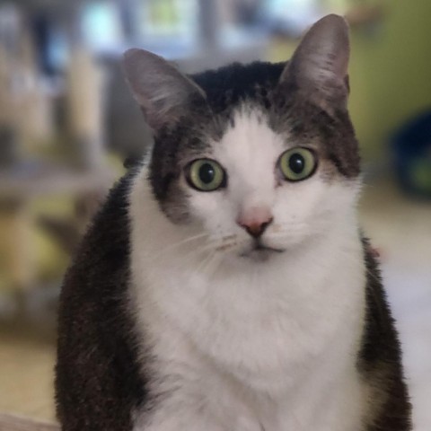 Zoey, an adoptable Domestic Short Hair in Hopkins, SC, 29061 | Photo Image 1