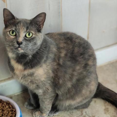 Heidi, an adoptable Domestic Short Hair in Hopkins, SC, 29061 | Photo Image 1