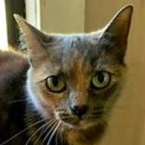 Heidi, an adoptable Domestic Short Hair in Hopkins, SC, 29061 | Photo Image 3