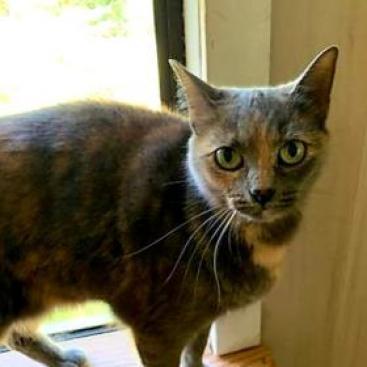 Heidi, an adoptable Domestic Short Hair in Hopkins, SC, 29061 | Photo Image 4