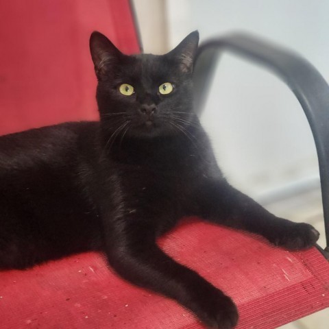 Binx, an adoptable Domestic Short Hair in Hopkins, SC, 29061 | Photo Image 1