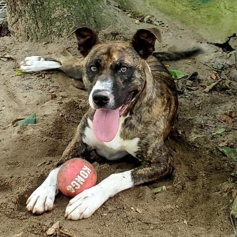 Meeka, an adoptable Mixed Breed in Hopkins, SC, 29061 | Photo Image 2