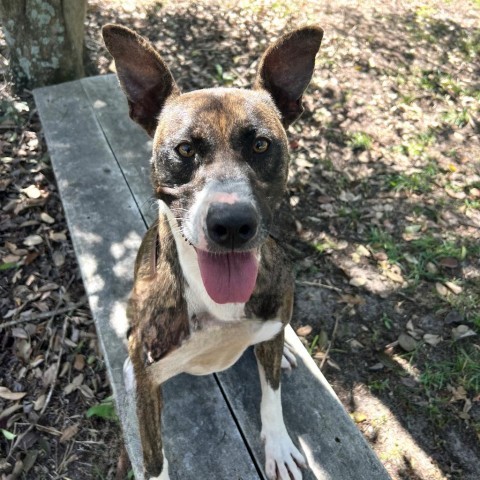 Meeka, an adoptable Mixed Breed in Hopkins, SC, 29061 | Photo Image 2