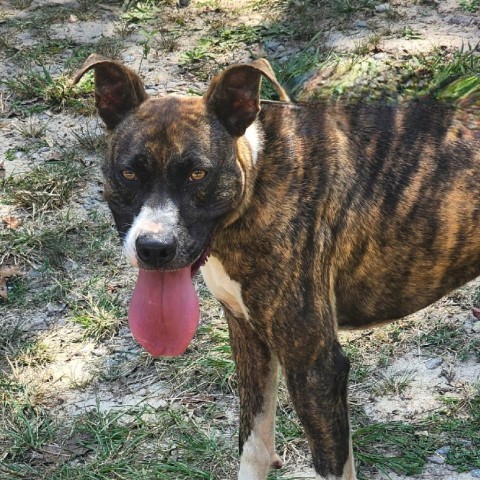 Meeka, an adoptable Mixed Breed in Hopkins, SC, 29061 | Photo Image 3