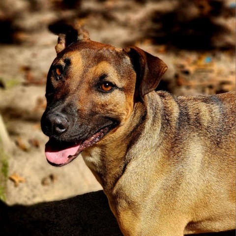 Bruno, an adoptable Mixed Breed in Hopkins, SC, 29061 | Photo Image 1