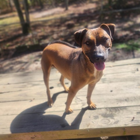 Bruno, an adoptable Mixed Breed in Hopkins, SC, 29061 | Photo Image 2