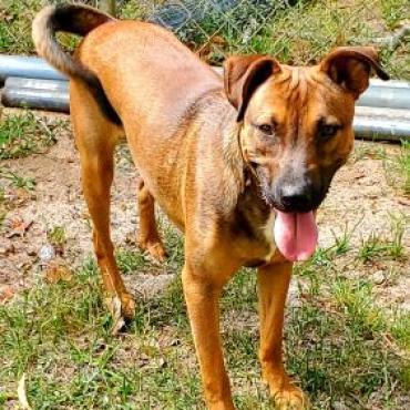 Bruno, an adoptable Mixed Breed in Hopkins, SC, 29061 | Photo Image 3