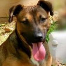 Bruno, an adoptable Mixed Breed in Hopkins, SC, 29061 | Photo Image 4