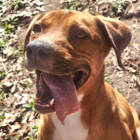 Socks, an adoptable Hound in Hopkins, SC, 29061 | Photo Image 1