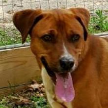 Socks, an adoptable Hound in Hopkins, SC, 29061 | Photo Image 2