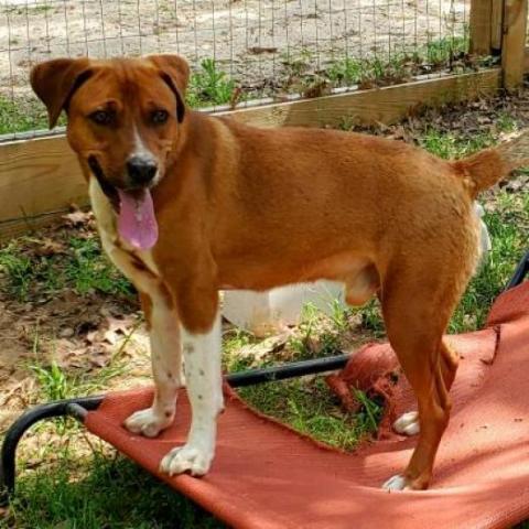 Socks, an adoptable Hound in Hopkins, SC, 29061 | Photo Image 3