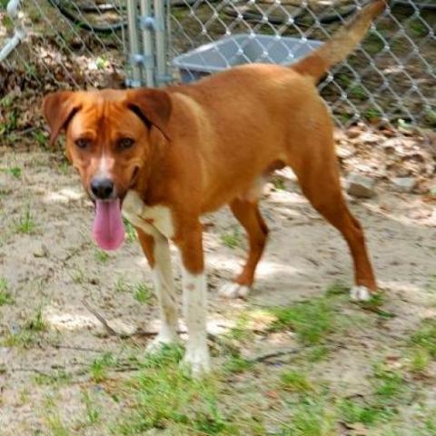 Socks, an adoptable Hound in Hopkins, SC, 29061 | Photo Image 4