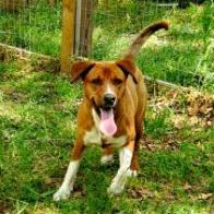 Socks, an adoptable Hound in Hopkins, SC, 29061 | Photo Image 5