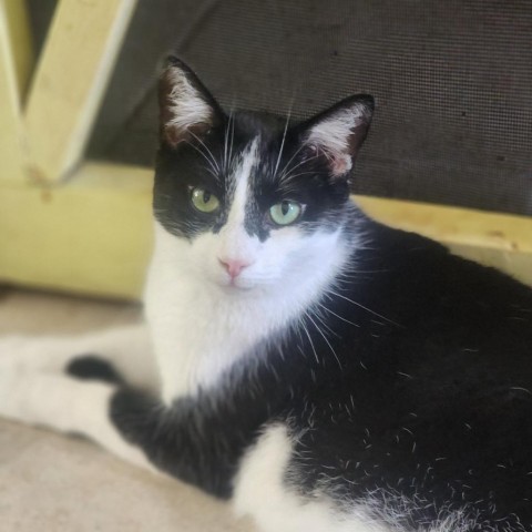 Francis, an adoptable Domestic Short Hair in Hopkins, SC, 29061 | Photo Image 1