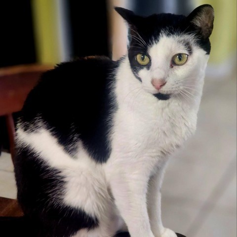 Lucy, an adoptable Domestic Short Hair in Hopkins, SC, 29061 | Photo Image 1