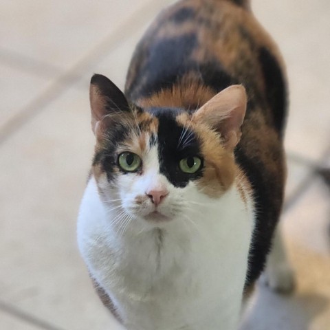 Betty, an adoptable Domestic Short Hair in Hopkins, SC, 29061 | Photo Image 2