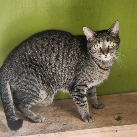 Daphne, an adoptable Domestic Short Hair in Hopkins, SC, 29061 | Photo Image 1