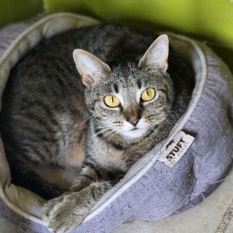 Daphne, an adoptable Domestic Short Hair in Hopkins, SC, 29061 | Photo Image 2