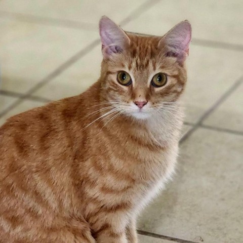 Tipsy, an adoptable Domestic Short Hair in Hopkins, SC, 29061 | Photo Image 1