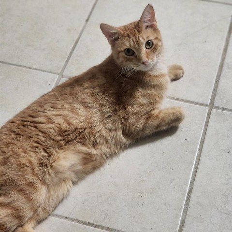 Tipsy, an adoptable Domestic Short Hair in Hopkins, SC, 29061 | Photo Image 2