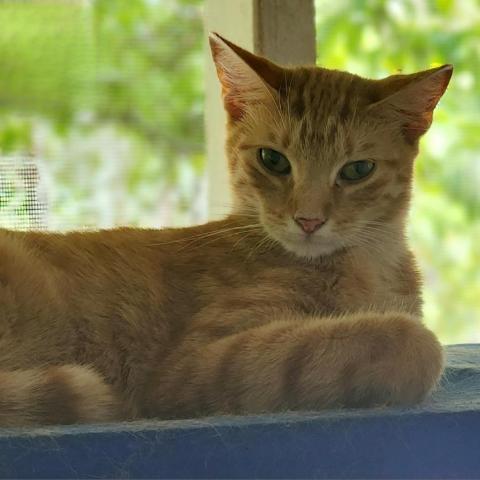 Tipsy, an adoptable Domestic Short Hair in Hopkins, SC, 29061 | Photo Image 3