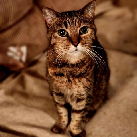 Sarabi, an adoptable Domestic Short Hair in Hopkins, SC, 29061 | Photo Image 1