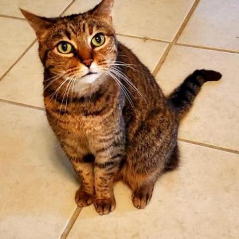 Sarabi, an adoptable Domestic Short Hair in Hopkins, SC, 29061 | Photo Image 2