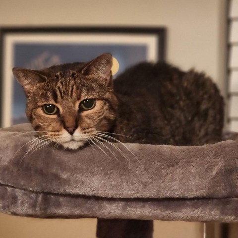 Sarabi, an adoptable Domestic Short Hair in Hopkins, SC, 29061 | Photo Image 5