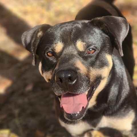 King, an adoptable Rottweiler in Hopkins, SC, 29061 | Photo Image 1