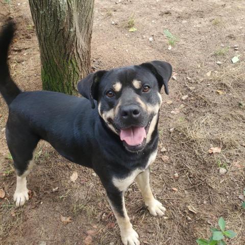 King, an adoptable Rottweiler in Hopkins, SC, 29061 | Photo Image 2