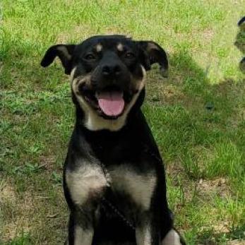 King, an adoptable Rottweiler in Hopkins, SC, 29061 | Photo Image 3