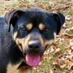 King, an adoptable Rottweiler in Hopkins, SC, 29061 | Photo Image 4