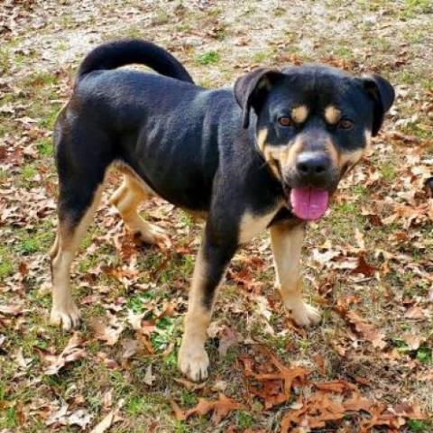 King, an adoptable Rottweiler in Hopkins, SC, 29061 | Photo Image 5