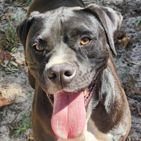 Tyson (Mike), an adoptable Boxer, Labrador Retriever in Hopkins, SC, 29061 | Photo Image 1