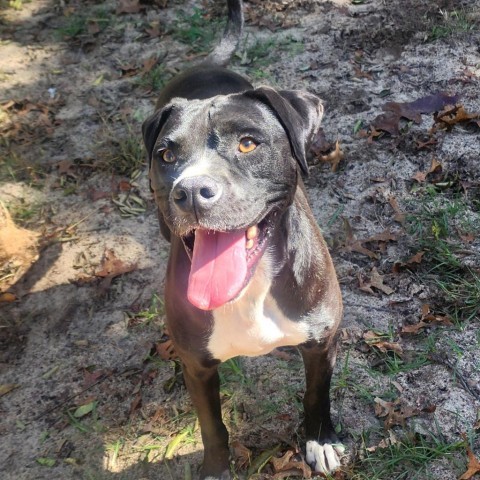 Tyson (Mike), an adoptable Boxer, Labrador Retriever in Hopkins, SC, 29061 | Photo Image 2